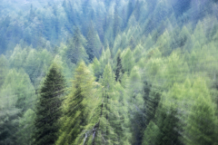 The Call of the Forest