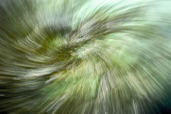 Algae