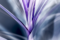 Bud