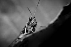 Grasshopper