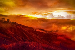 Forest on Fire